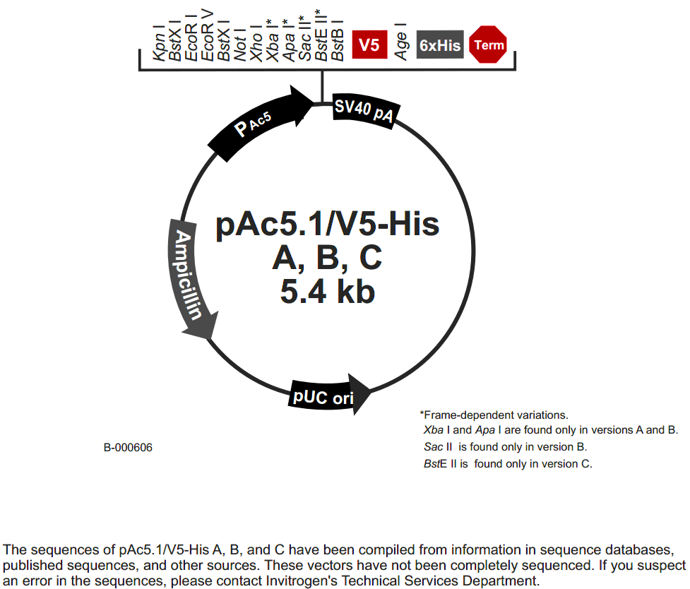 pAc5.1-V5-HisC载体图谱